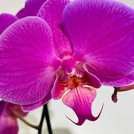 Orchidea